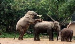 大象交配视配在线观看,在线揭秘大象交配奇观