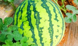 广艺网红吃瓜,揭秘娱乐圈幕后故事