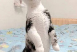 吃瓜的猫视频在线观看免费,带你领略趣味瞬间