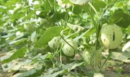 瓜州特色免费吃瓜,瓜州盛夏·免费瓜宴·畅享瓜乡风情