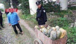 礼县网红吃瓜事件始末视频,一场网络狂欢背后的真相与反思