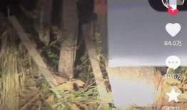 泰国博主爆料事件视频播放,揭秘背后真相