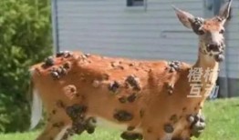 美国变异的鹿早期爆料视频,神秘变异现象引发全球关注