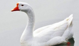 大鹅网红吃瓜,揭秘娱乐圈幕后真相