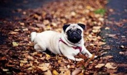 巴哥策划爆料视频下载,揭秘视频下载背后的秘密与技巧