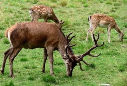 美国变异的鹿早期爆料视频,神秘变异现象引发全球关注