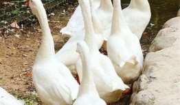 大鹅网红吃瓜,揭秘娱乐圈幕后真相