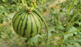 广艺网红吃瓜,揭秘娱乐圈幕后故事