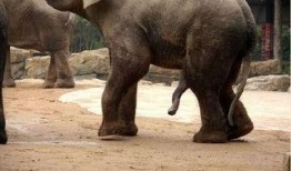 大象交配视配在线观看,在线揭秘大象交配奇观