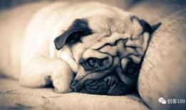 巴哥策划爆料视频下载,揭秘视频下载背后的秘密与技巧