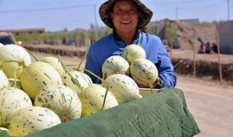 瓜州特色免费吃瓜,瓜州盛夏·免费瓜宴·畅享瓜乡风情