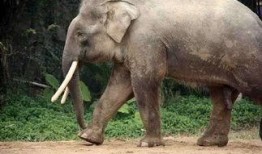 大象交配视配在线观看,在线揭秘大象交配奇观